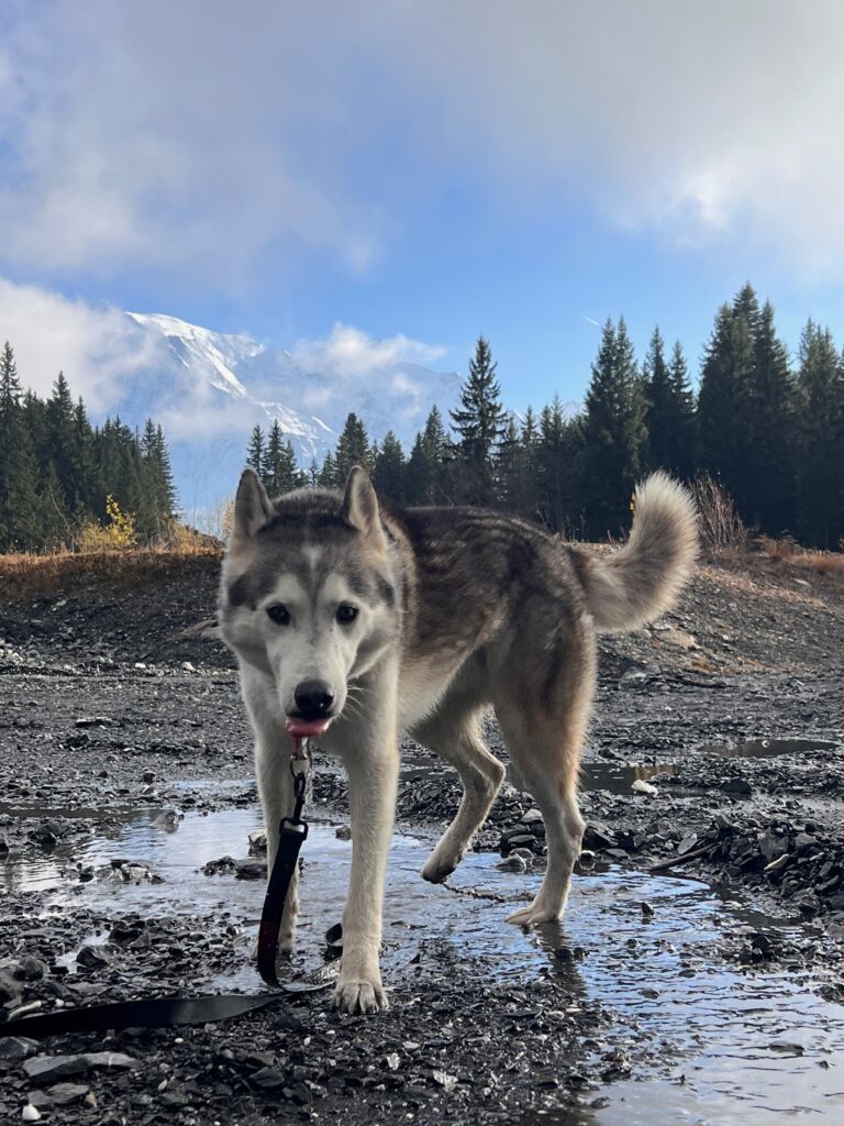 Husky picture in Chamonix By Professional Photographer